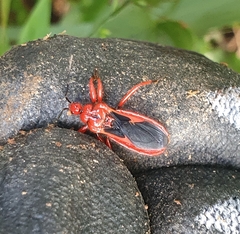 Labidocoris pectoralis