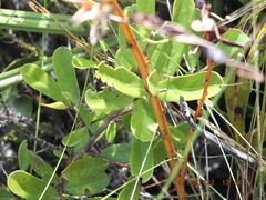 Asimina reticulata