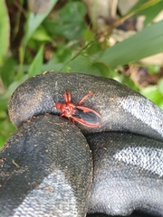 Labidocoris pectoralis