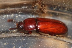 Uloma culinaris