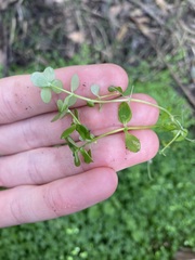 Callitriche stagnalis