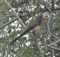 Lophoceros alboterminatus