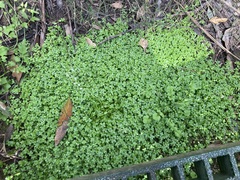 Callitriche stagnalis