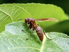 Polistes gigas