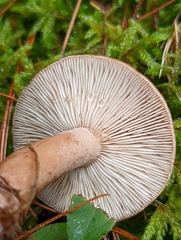Lactarius helvus