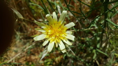 Tragopogon buphthalmoides