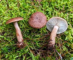 Lactarius helvus