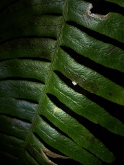 Entomophthorales