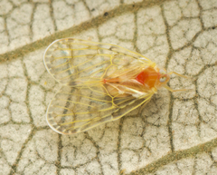 Saccharodite chrysonoe