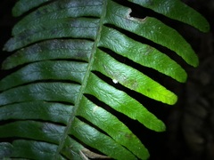 Entomophthorales