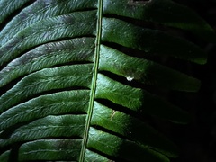 Entomophthorales