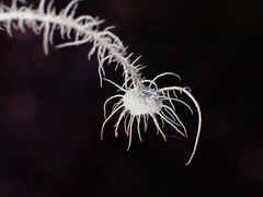 Usnea intermedia
