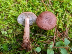 Lactarius helvus