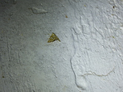Elophila ekthlipsis