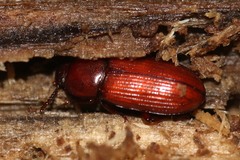 Uloma culinaris