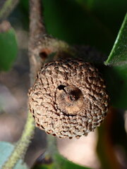 Andricus chrysobalani