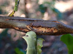 Dryocosmus asymmetricus