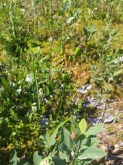 Calopogon tuberosus tuberosus