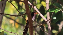 Chrysococcyx xanthorhynchus