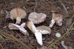 Lactarius violascens
