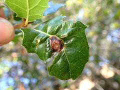 Callirhytis perfoveata