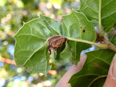 Callirhytis perfoveata