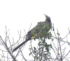 Corythaixoides concolor