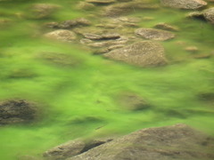 Charophyta