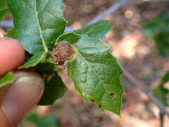 Callirhytis perfoveata