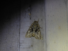 Copivaleria grotei