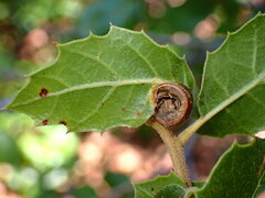 Callirhytis perfoveata