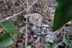 Lactarius violascens