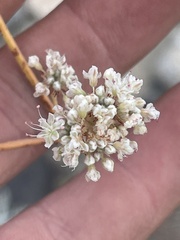 Eriogonum elatum var. villosum