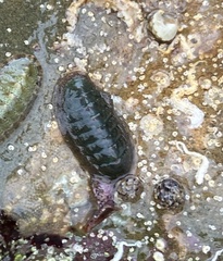 Ischnochiton australis