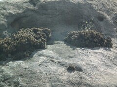 Selaginella tamariscina