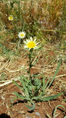 Tragopogon buphthalmoides