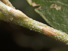 Flatidae