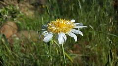 Tragopogon pterocarpus