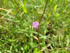 Ipomoea triloba