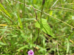 Ipomoea triloba