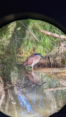 Nycticorax caledonicus