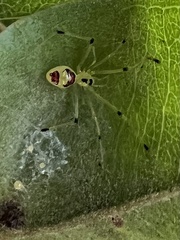 Theridion grallator