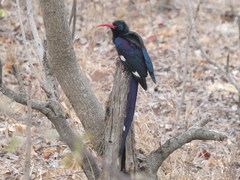 Phoeniculus purpureus