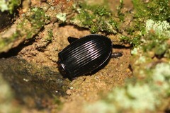 Limodromus assimilis