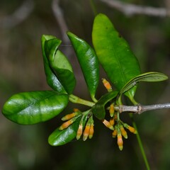 Alyxia stellata