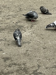 Columba livia domestica