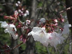 Prunus serrulata
