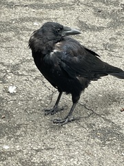 Corvus corone