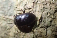 Tenebrionidae