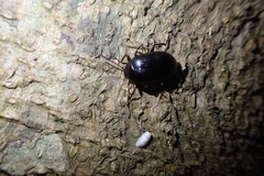 Tenebrionidae